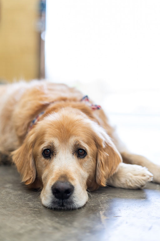 Golden Retriever Resting