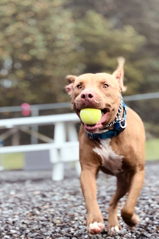 Pit Bull Retrieving Tennis Ball